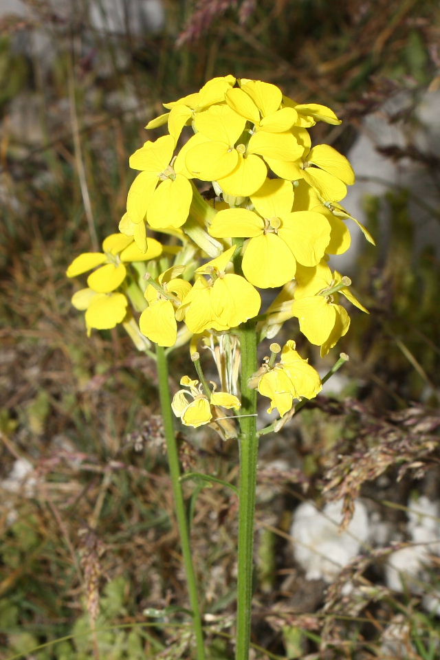 Erysimum pseudorhaeticum / Violaciocca appenninica